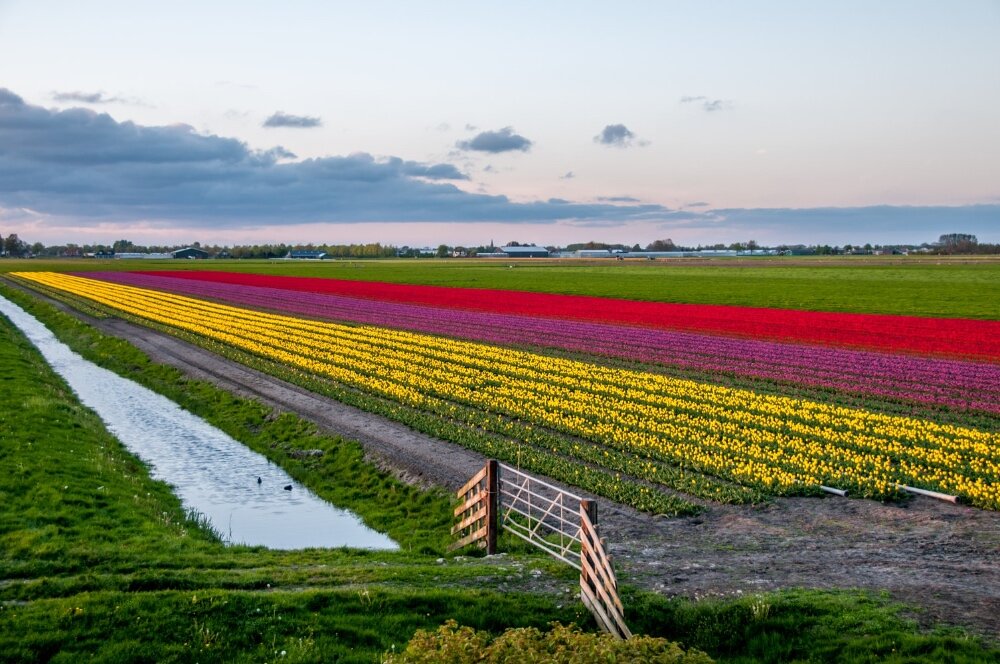 Mijn achtertuin